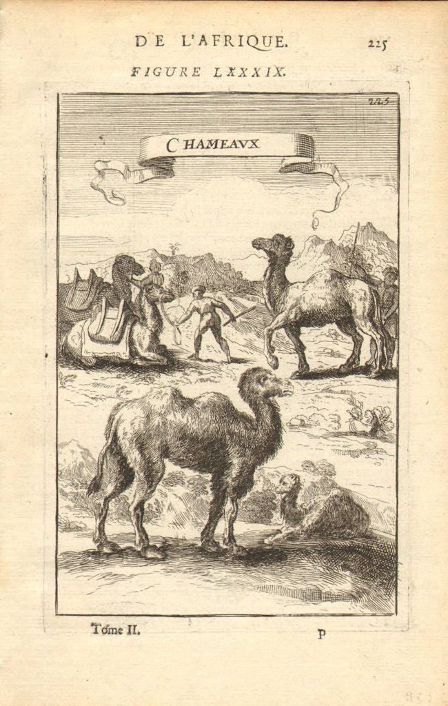 CAMELS. 'Chameaux'. Nubia. Sudan. Egypt. MALLET 1683 old antique print picture